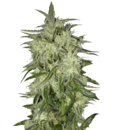 Lemon OG Haze fem (Nirvana), Нидерланды