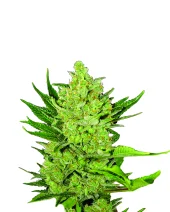 Big Bud Automatic autofem (Nirvana), Нидерланды