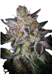 Sweetopia fem (Paradise Seeds), Нидерланды