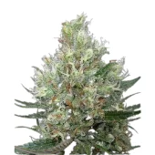 Ripper Haze fem (Ripper Seeds), Испания