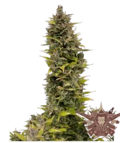 AK fem (Buddha Seeds), Испания