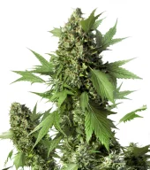 Auto Duck autofem (Dutch Passion), Нидерланды