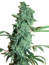 Niagara autofem (Doctor Choice), Канада