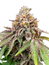 Blue Haze x Gelato 41 Auto fem (GHS), Нидерланды