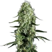 Super Silver Haze Fem feminised (GHS), Нидерланды