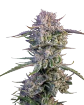 Strawberry Gorilla Auto fem (FastBuds), Америка