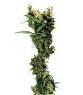 Arjan's Strawberry Haze Fem feminised (GHS), Нидерланды