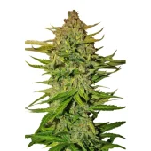 Pineapple Express auto fem (FastBuds), Америка