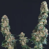 American Cookies fem (Trikoma Seeds), Испания