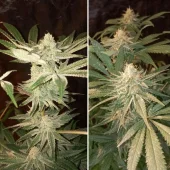 Auto Purple OG Punch autofem (Super Sativa Seed Club), Нидерланды