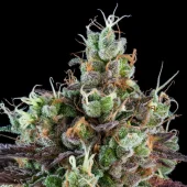 Sour Ripper fem (Ripper Seeds), Испания
