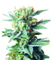 Super Hash fem (Pyramid Seeds), Испания