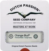 Orange Bud fem (Dutch Passion), Нидерланды