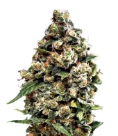 Jack Herer fem (GHS), Нидерланды