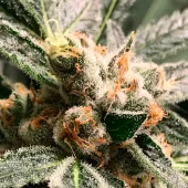 Dark Kush Auto autofem (R-Kiem Seeds), Испания