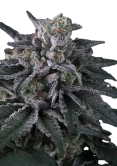 Gulupa fem (Paradise Seeds), Нидерланды