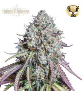 Thunder Banana fem (Seed Stockers), США
