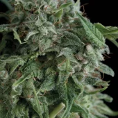 AK 74 fem (Trikoma Seeds), Испания