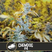 Chemdog #4 fem (Blimburn Seeds), Испания