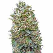 Bubble Gum fem (Serious Seeds), Нидерланды