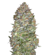 Auto Diesel genetics fem (IZI)