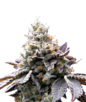 GMO Cookies fem (Barney's Farm), Нидерланды