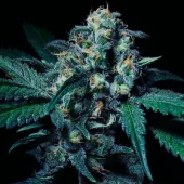 Negra44 fem (R-Kiem Seeds), Испания