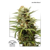 Auto White Widow autofem (Dutch Passion), Нидерланды