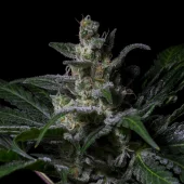 Muse fem (R-Kiem Seeds), Испания