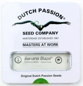 Banana Blaze fem (Dutch Passion), Нидерланды