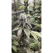Strawberry Cookies fem (Super Sativa Seed Club), Нидерланды