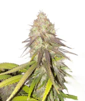 Misty Kush genetics fem (IZI)