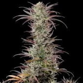 North Thunderfuck fem (Royal Queen Seeds), Испания