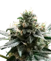 ELI fem (R-Kiem Seeds), Испания