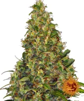 Amnesia Haze Auto autofem (Barney's Farm), Нидерланды