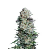 Mexican Airlines auto fem (FastBuds), Америка