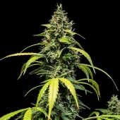 Sherbet Queen Auto autofem (Royal Queen Seeds), Испания