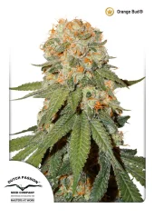 Orange Bud fem (Dutch Passion), Нидерланды