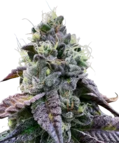 Bananukis fem (R-Kiem Seeds), Испания