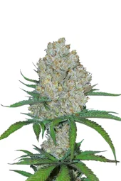 C4 auto fem (FastBuds), Страна Америка