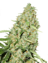 Think Fast fem (Dutch Passion), Нидерланды