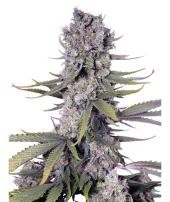 Papaya Zoap F1 Fast Version fem (Sweet Seeds), Испания