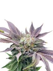 Auto Muffin genetics autofem (IZI)