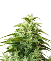 Chronic Fast F1 BX reg fast regular (Doctor Choice), Канада