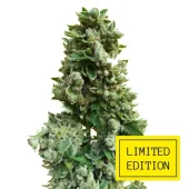 Sour Gorilla genetics fem (IZI/LimEd)