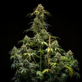 Triple G Auto autofem (Royal Queen Seeds), Испания