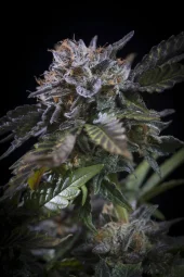 White Noise fem (Paradise Seeds), Нидерланды