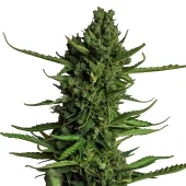 Auto White Devotcka genetics fem (IZI)