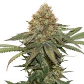 Romulan fem (Pyramid Seeds), Испания