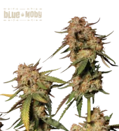 Blue Moby fem (Seed Stockers), США